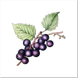 Blackcurrant Art Posters and Art